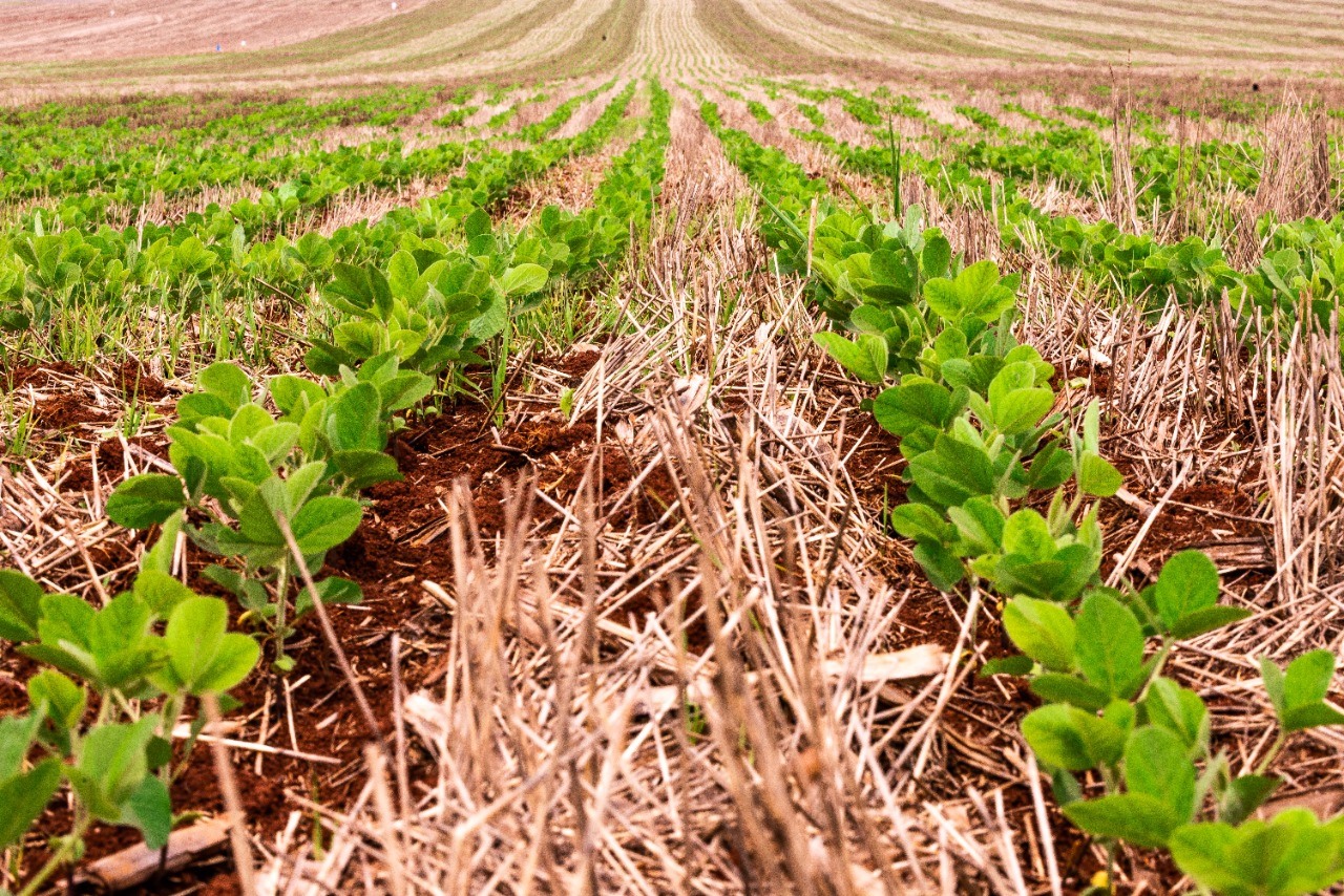 Embrapa oferece Bolsa de estímulo à Inovação na área de Agronomia